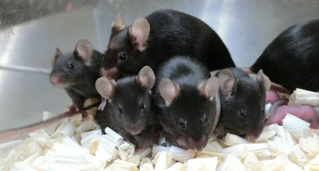 飼養密（mì）度如何（hé）確定1.jpg